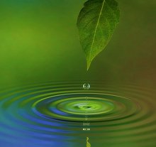 FAQ. Library Image: Leaf and Water